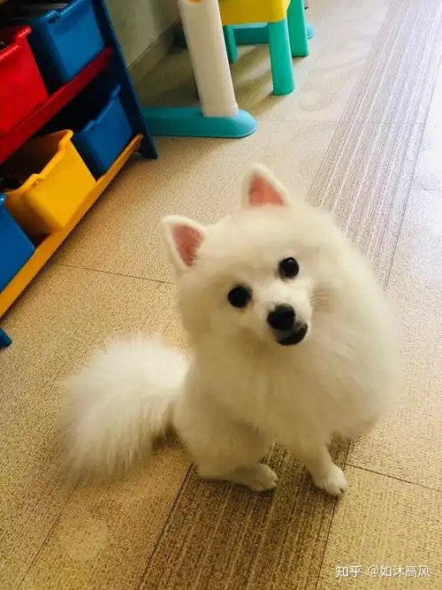 可爱的博美银狐串