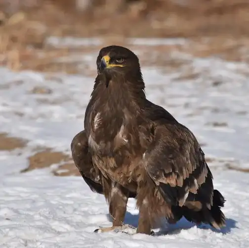 其它 大雕傲雪斗酷冬 写美篇冰雪酷冬,草原雕翱翔