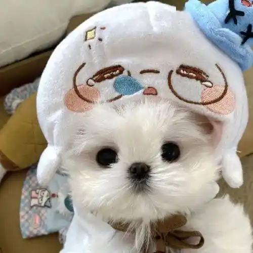 头像 | 不易撞同款的微信头像