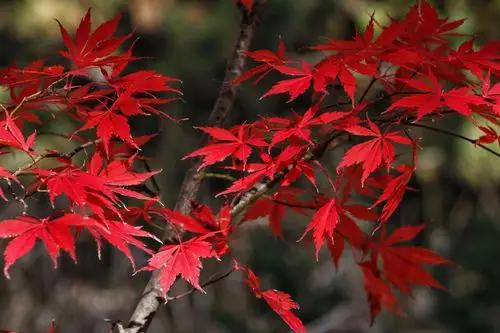 深秋红枫美醉人