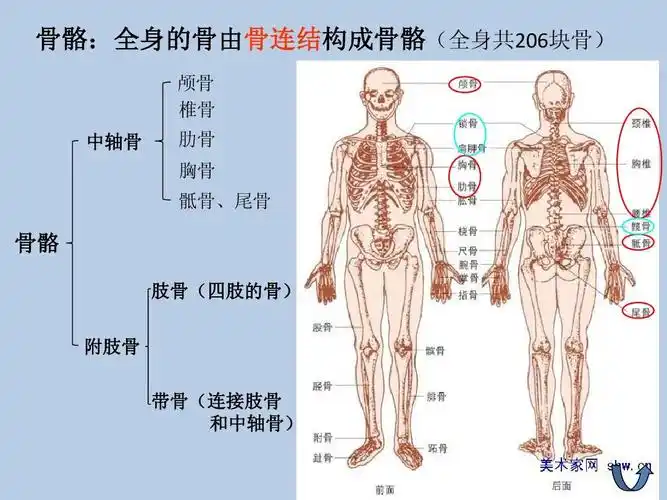 骨骼:全身的骨由骨连结构成骨骼(全身共206块骨) 颅骨 椎骨 中轴骨
