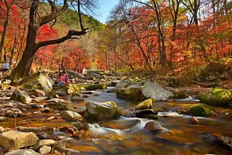 本溪之秋-----大地森林公园2020-10-8