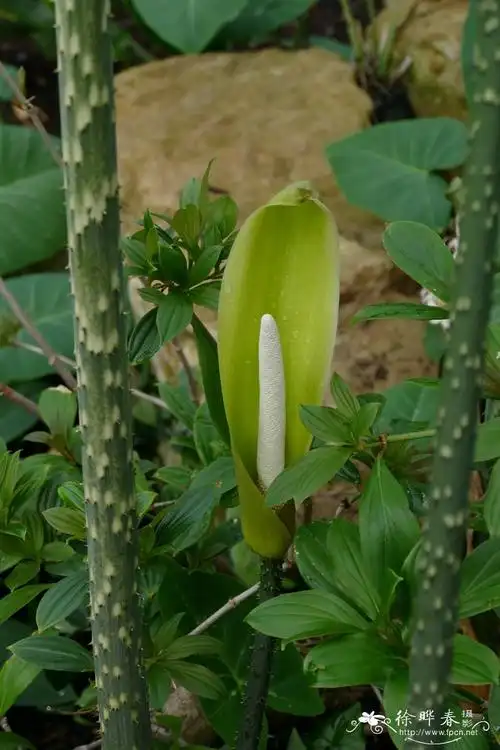 长柄刺芋anchomanesdifformis