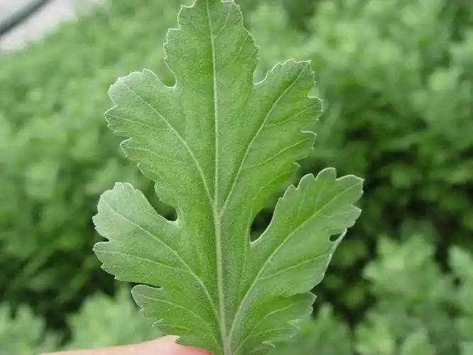 请教菊花叶片叶脉间叶肉为什么发黄?