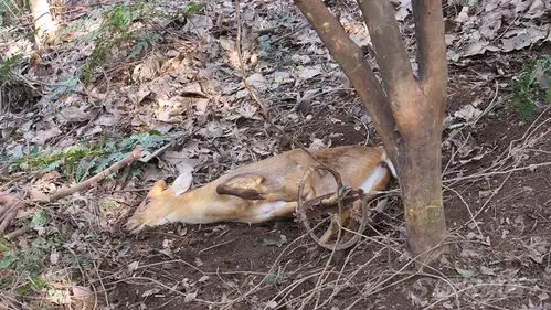 释放一只被夹的麂子