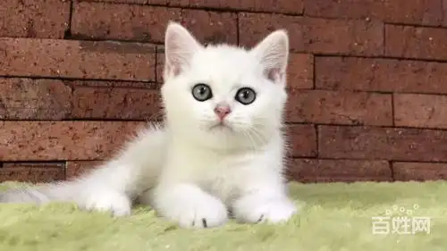 楚雄哪里有卖短毛猫 纯白英短花色均匀美短多少钱