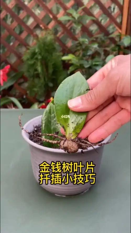 金钱树叶片扦插多做一步长根快