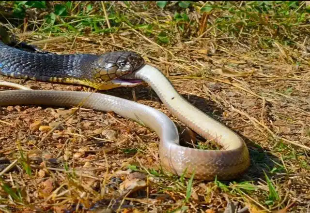 眼镜王蛇转眼就将王锦蛇吞下了一半.