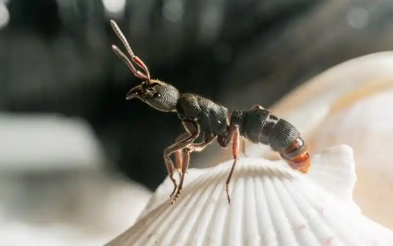 红足修猛蚁喝玻璃上的水(红足的小嘴嘴)