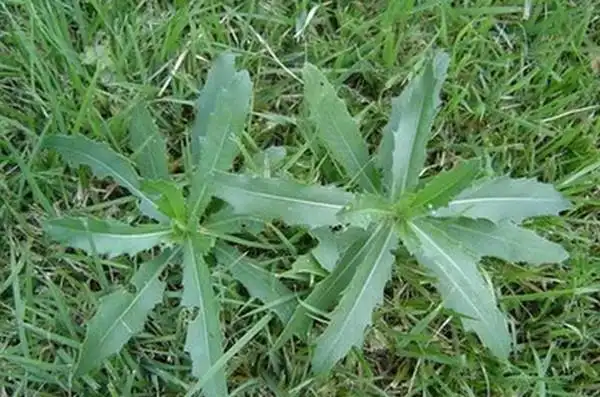 带刺的形状就和芥菜一样, 与鸡蛋一起煮, 也吃好了, 我们这里好多人吃