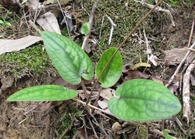果园常见"兔耳草",越老越值钱,晒干当"凉茶",家人喝了降火