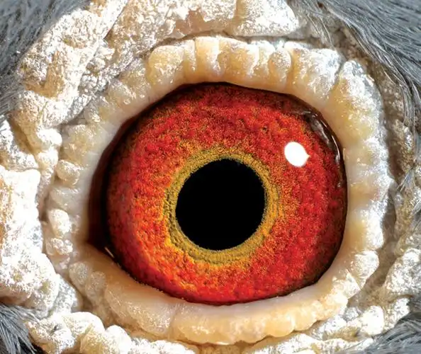 鸽眼〔点击放大