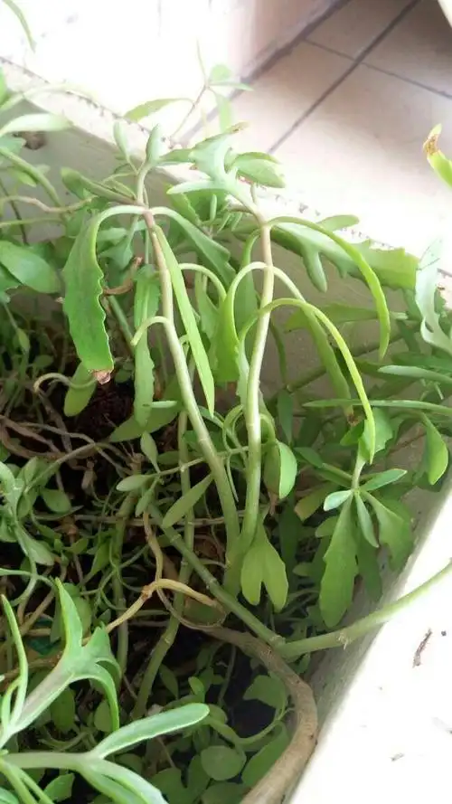 我们地方俗称"化骨龙草",喉咙被鱼骨头卡到时候用来软化鱼骨头的.