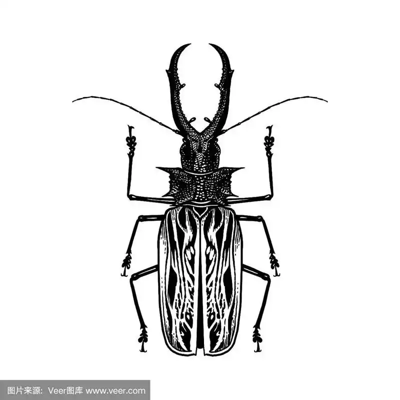 甲虫孤立在白色背景上.黑白素描.
