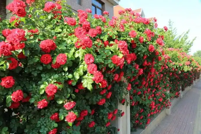 长沙常用庭院围墙植物既可观赏又可防盗图