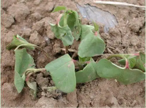 棉花立枯病 - alaer_fengguangyu - alaer_fengguangyu的博客
