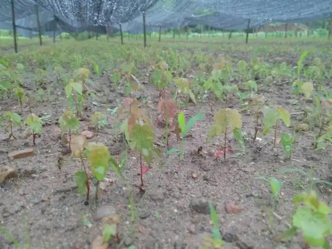 美国红枫芽苗图片_美国红枫芽苗小苗图片_美国红枫芽苗工程苗图片-365