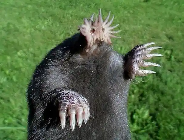 我要介绍的是地球上最奇怪的动物之一,它就是星鼻鼹.