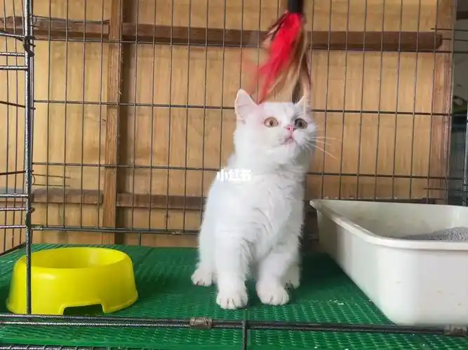 英短纯白短脚妹妹