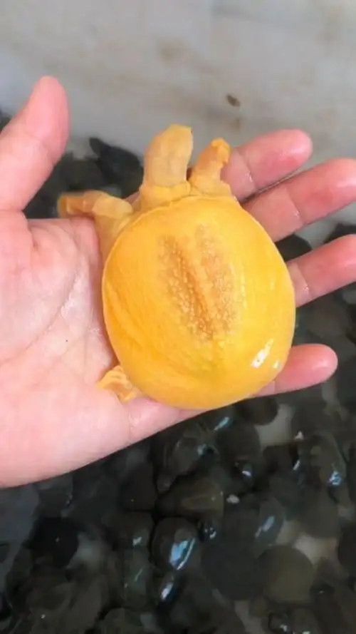 金色的甲鱼真是引人瞩目,有一种鹤立鸡群的感觉