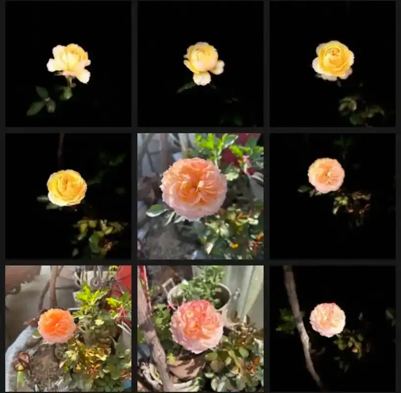 月季花的生长历程.一天一个样,从黄色变成红边黄心,再到现在的 - 抖音