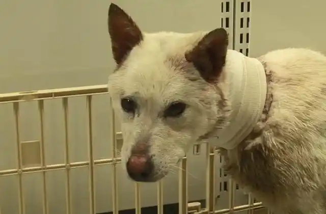 大白狗脖子被勒住窒息,好心阿姨救下白狗,让它过上好日子