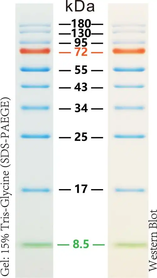 p915568 预染标准蛋白marker(8.5-180kda), 8.