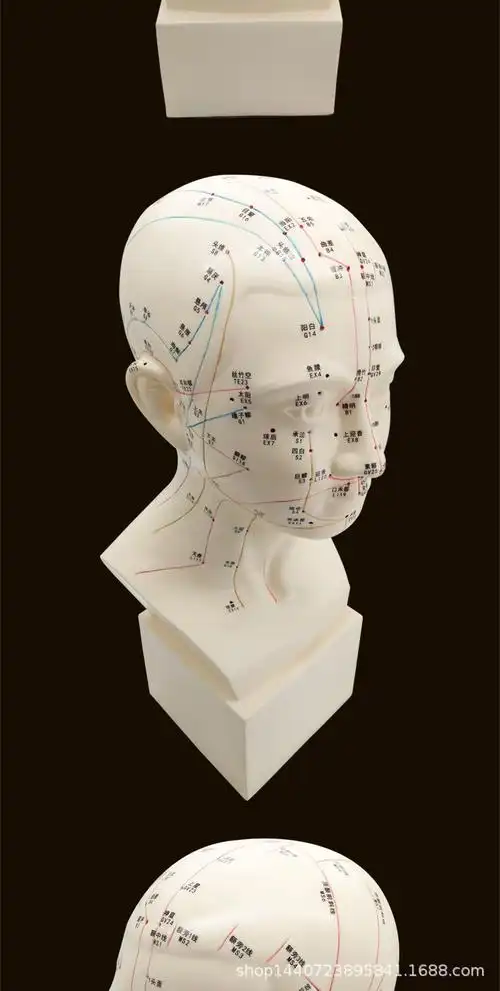 1:1头部穴位模型 按摩用人体经络图教学大头部四功能针灸腧穴模型