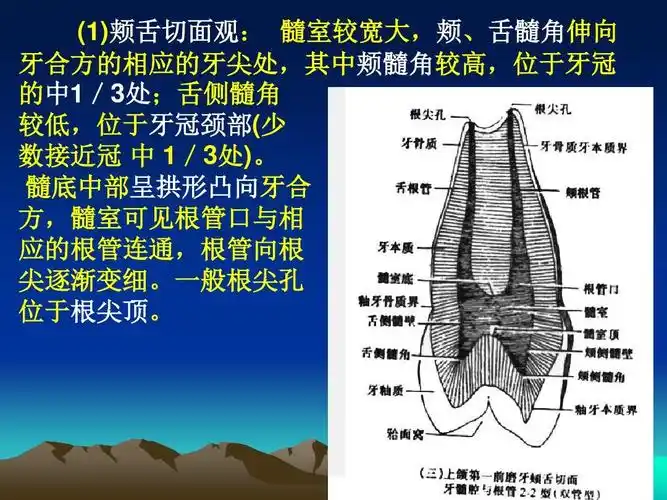 口腔前磨牙解剖形态ppt