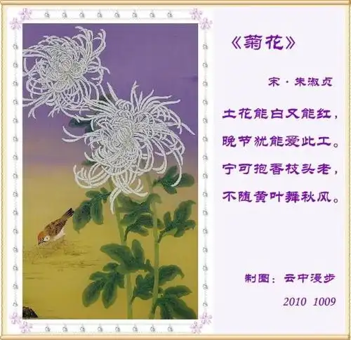 欣赏云中漫步制图《朱淑贞菊花》有感