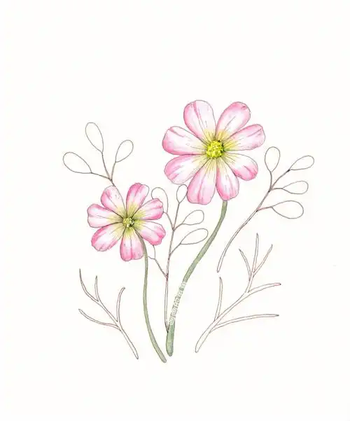 钢笔淡彩速写人间万象格桑花