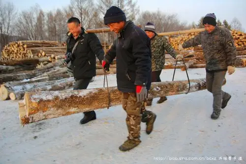 实拍:山河林场的抬木工人