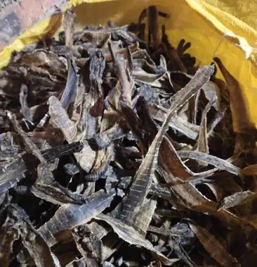 长期大量回收蚯蚓干不分颜色不分大小量小快递代收