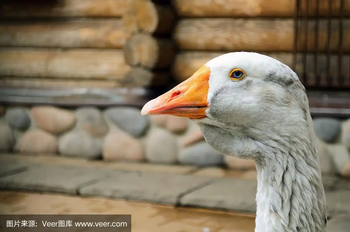 一个白色的,灰色的鹅头的肖像.家禽鹅,头和嘴特写.