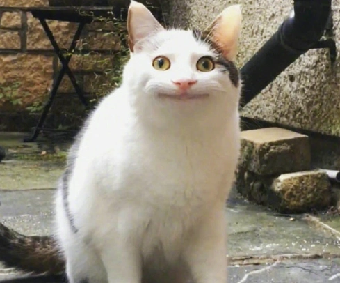 一只假笑猫这表情我能笑一整天