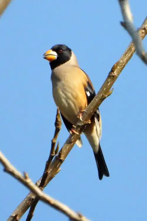 黑尾蜡嘴雀  chinese grosbeak    eophona migratoria   雀形目