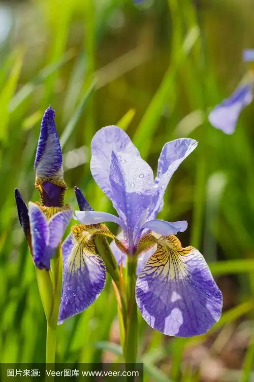特写紫色花鸢尾花与水滴