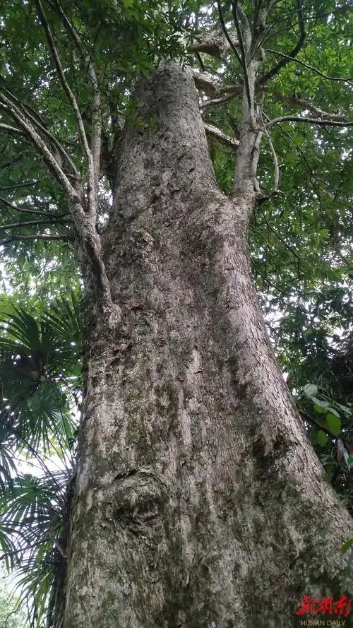 桂东发现巨大野生金丝楠_央广网