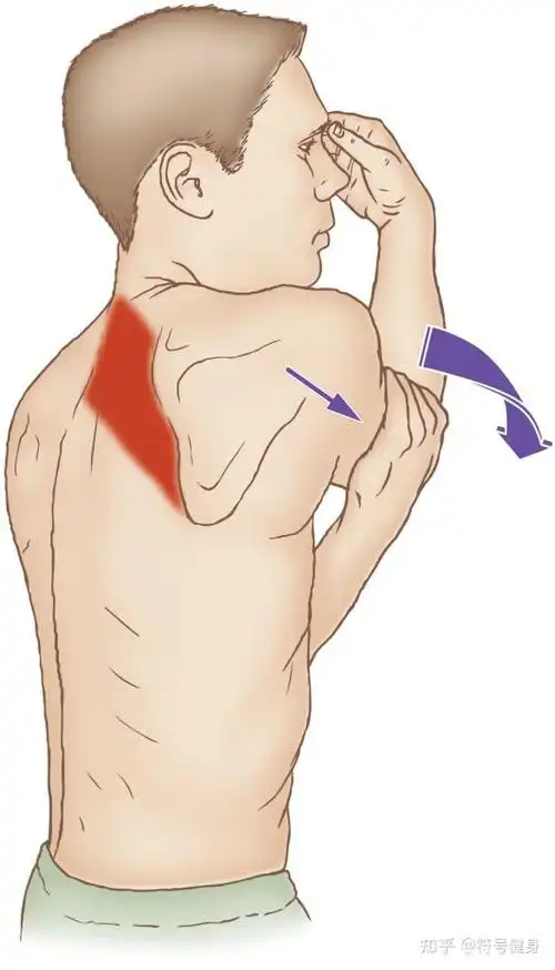 菱形肌疼?肩胛骨中间疼?重视这三点,才能改善 - 知乎