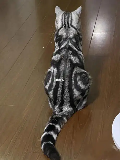 美短 鱼骨纹 蝴蝶纹 虎斑