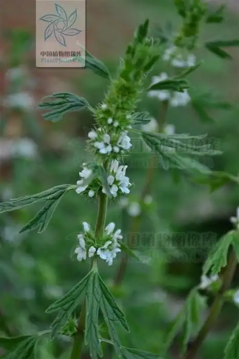 这是什么植物开白色小花叫什么