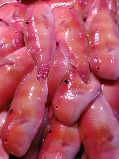 逛深圳蛇口海鲜市场 - 美篇