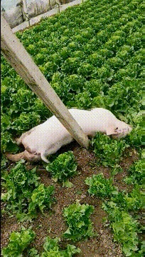 搞笑gif猪不是天天说拱白菜吗今天就拱给你们看看