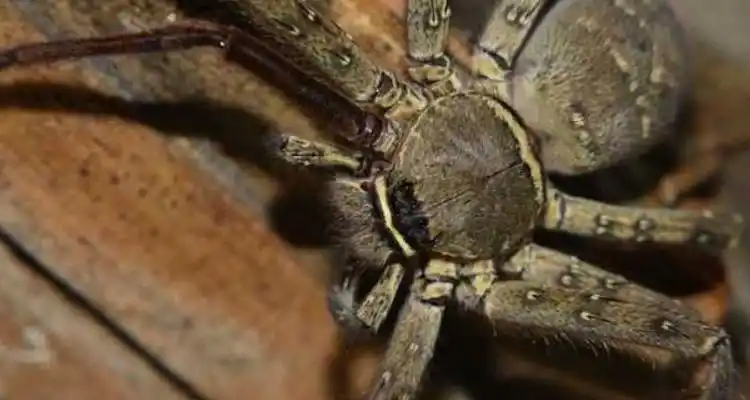 六条腿的蜘蛛品种