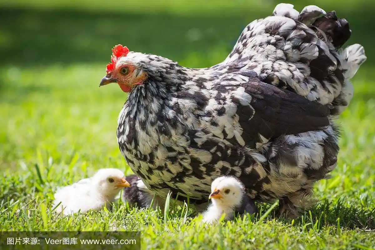 母鸡和小鸡