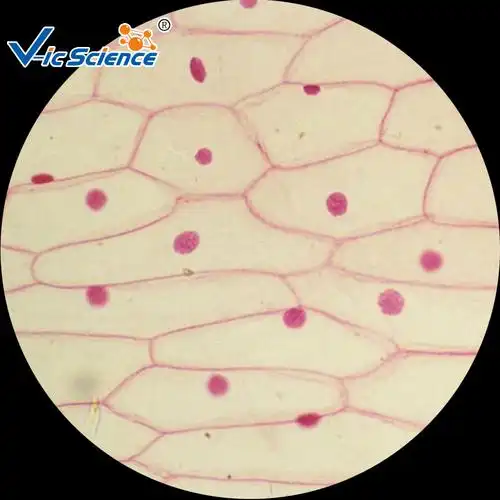 工厂直供 植物切片生物玻片显微镜用洋葱鳞茎表皮细胞装片