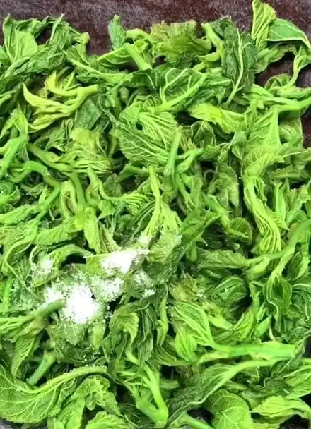 树上的蔬菜——桑芽菜