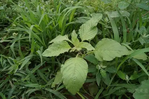 别称西风谷,苋菜      食用 饲料 药用植物