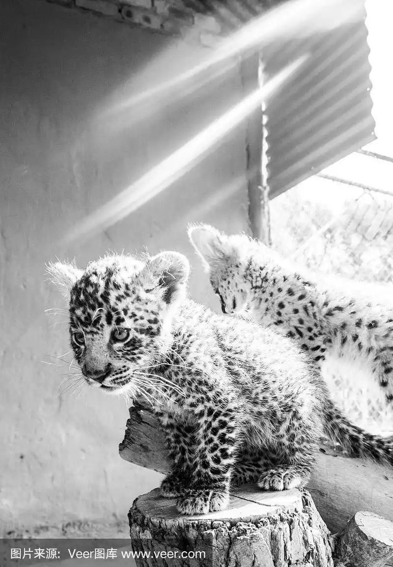 豹幼崽,美洲豹,垂直画幅,野生猫科动物,美