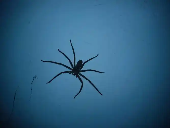 请问这是什么蜘蛛